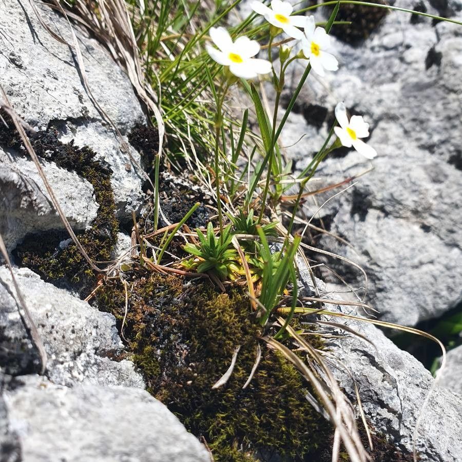 Androsace lactea — search result for 'Primulaceae'