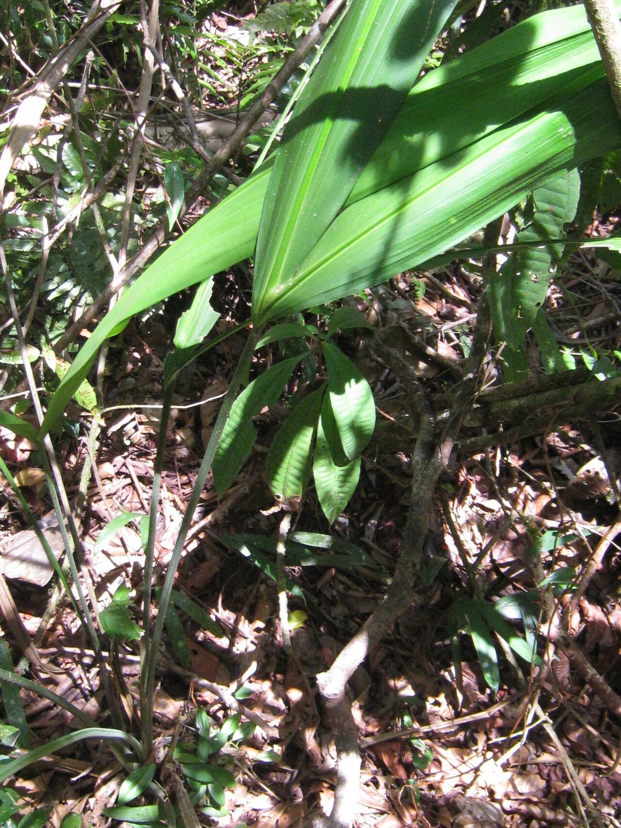 Cyclanthus bipartitus habit