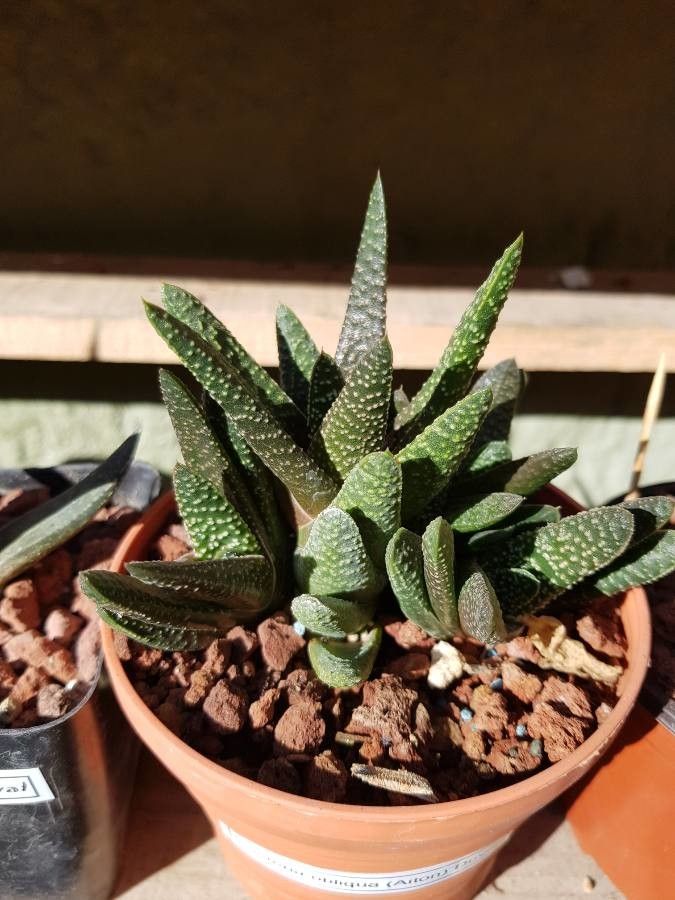 Gasteria obliqua bark