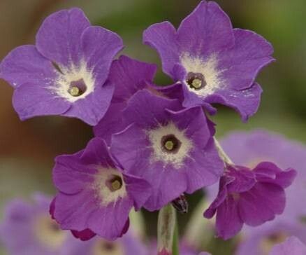 Primula alpicola flower