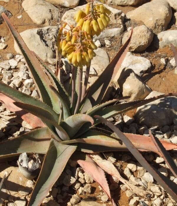 Aloe richaudii — houseplant care guide