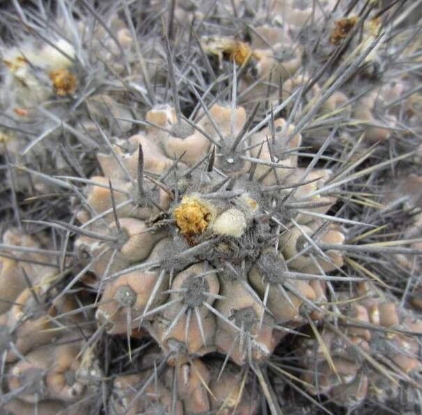 Copiapoa grandiflora — houseplant care guide