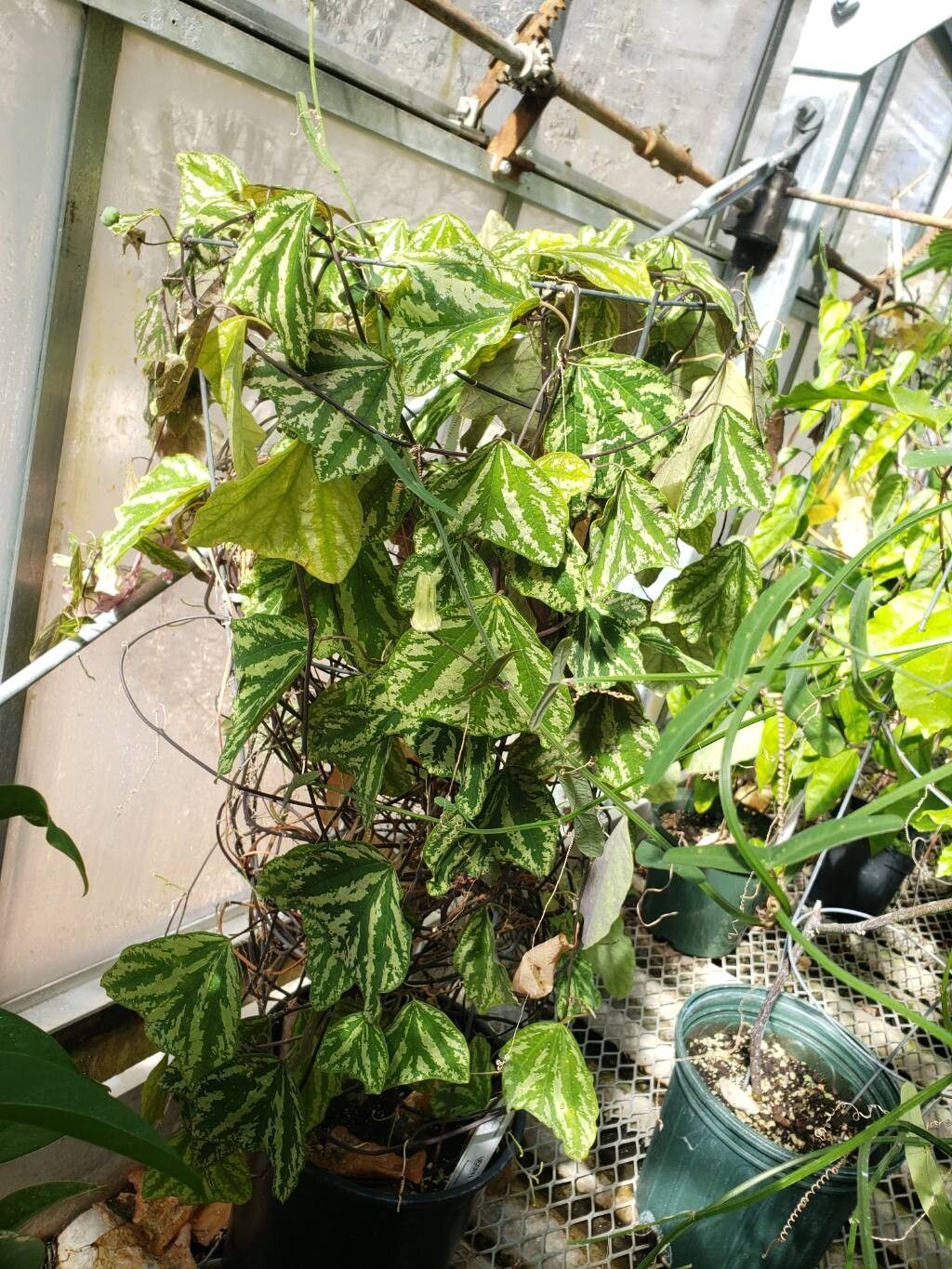 Passiflora porophylla habit