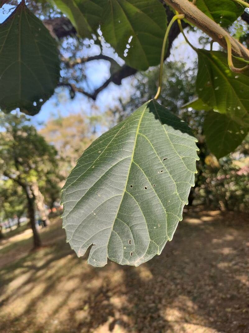 Alchornea glandulosa leaf