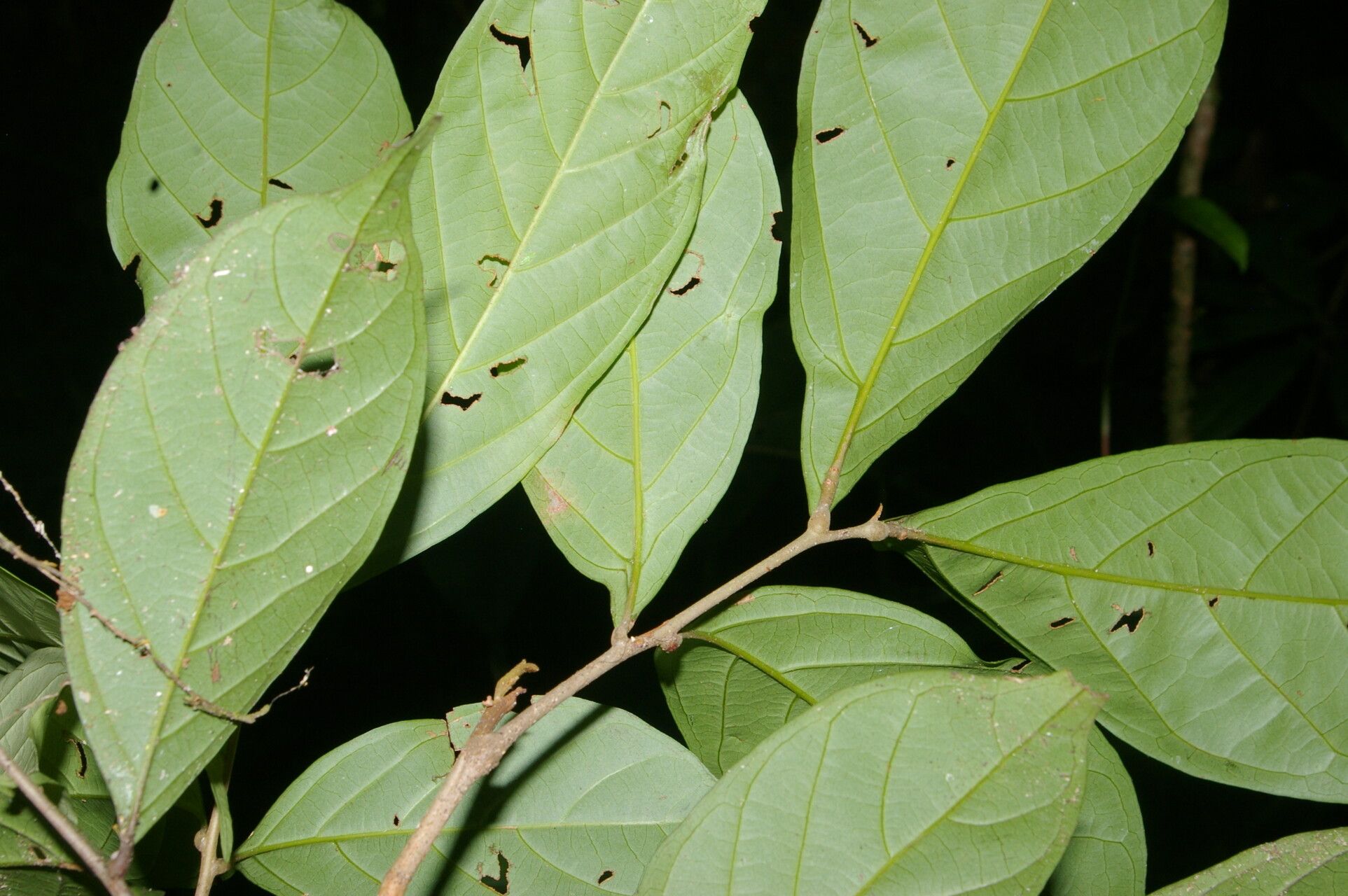 Matayba ingifolia leaf