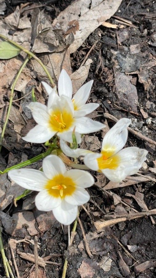 Crocus sieberi flower