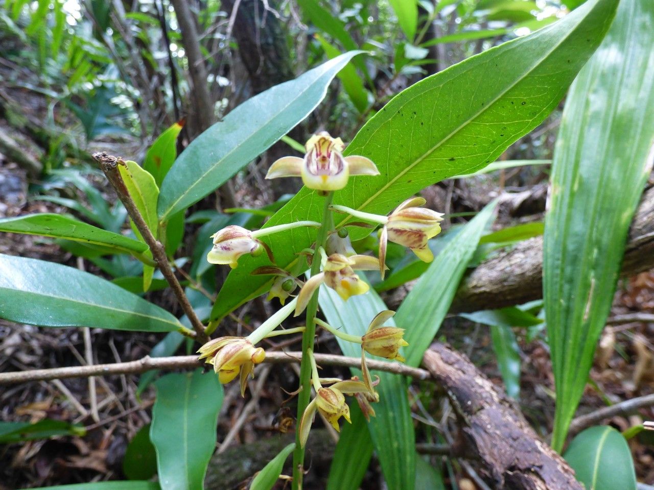 Eulophia pulchra flower