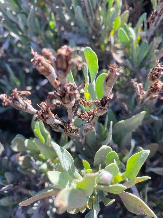 Limoniastrum monopetalum fruit