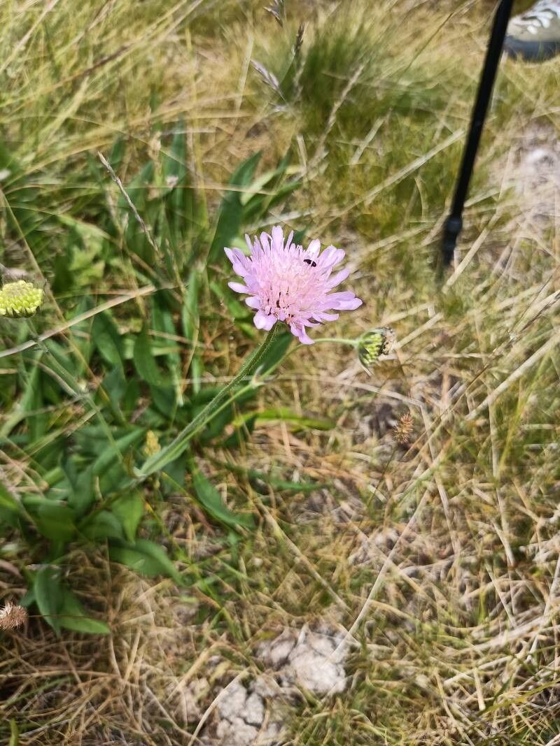 Knautia magnifica flower