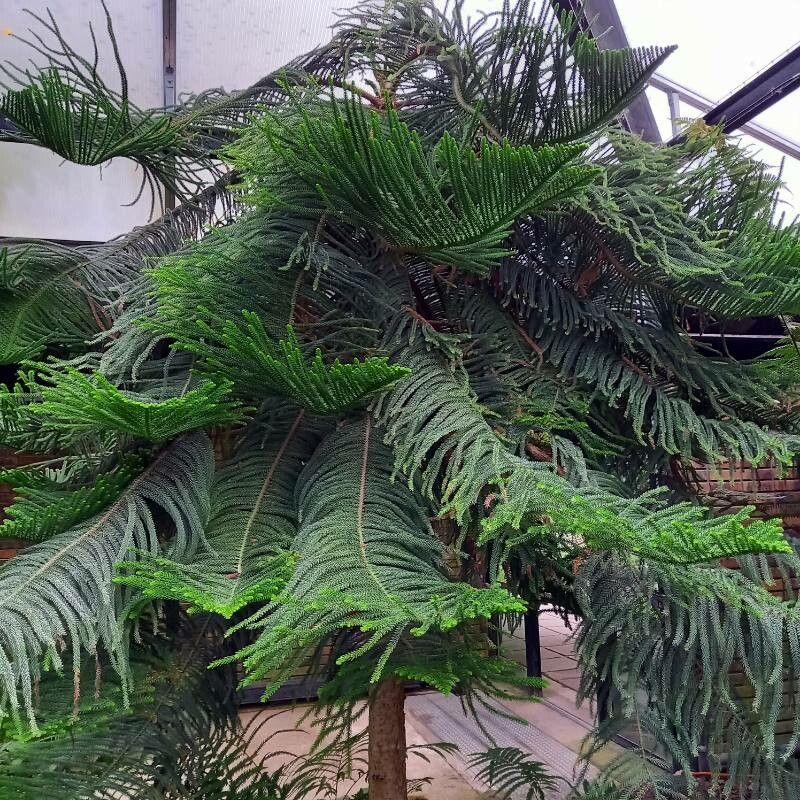 Araucaria biramulata habit