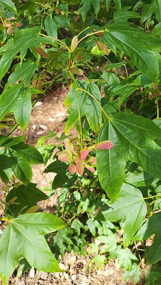 Acer calcaratum fruit