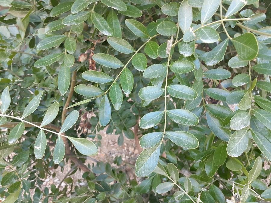 Sophora secundiflora leaf