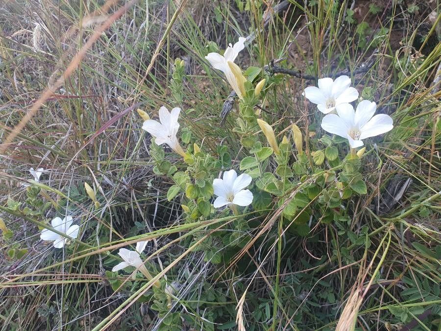Barleria robertsoniae flower