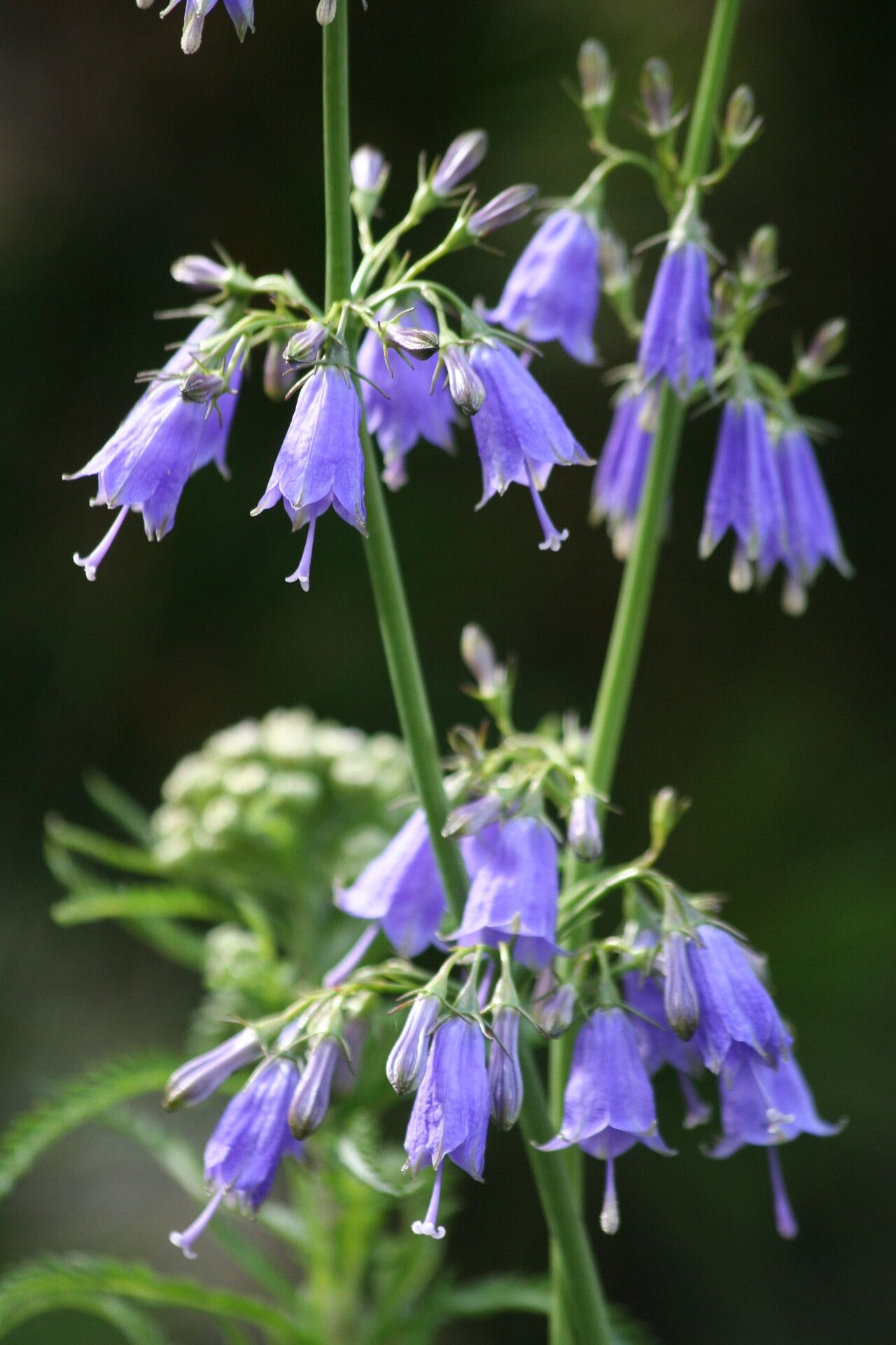 Adenophora triphylla — related species from the same genus