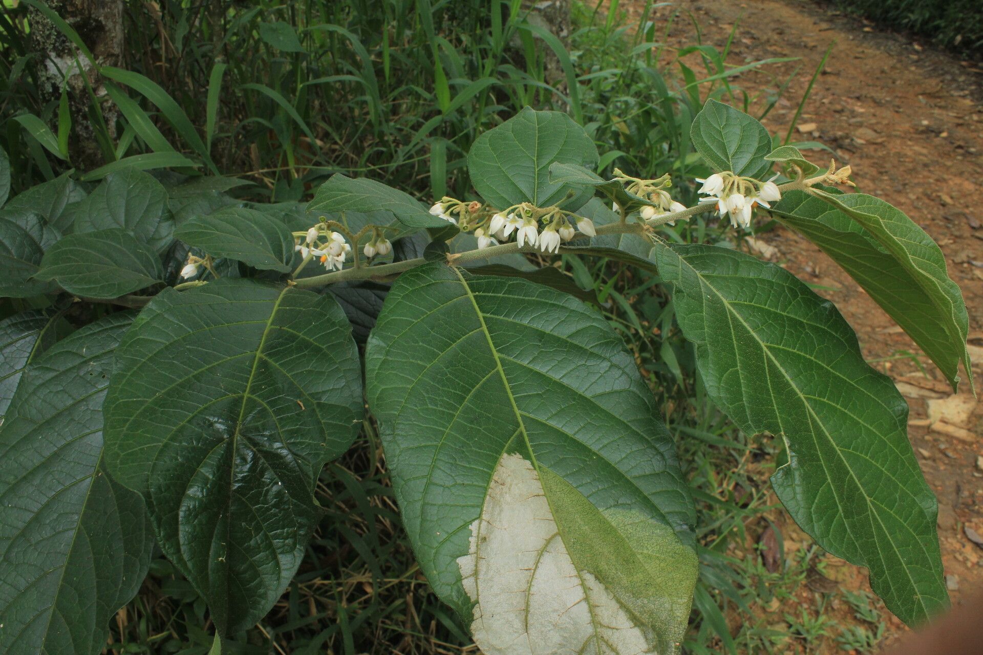 Solanum microleprodes habit