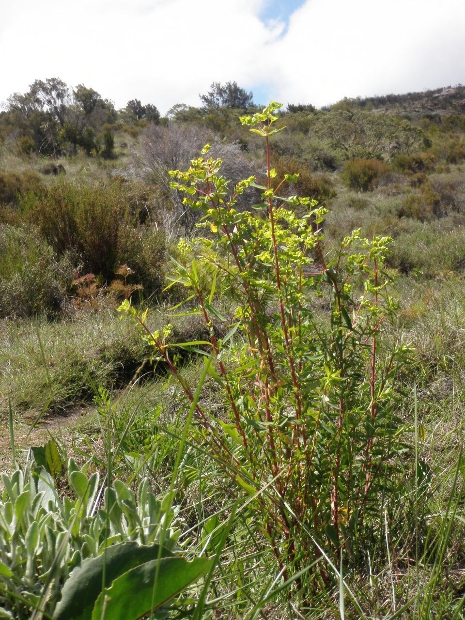 Euphorbia emirnensis — houseplant care guide
