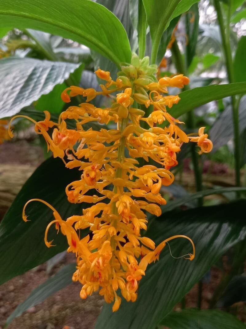 Globba schomburgkii flower