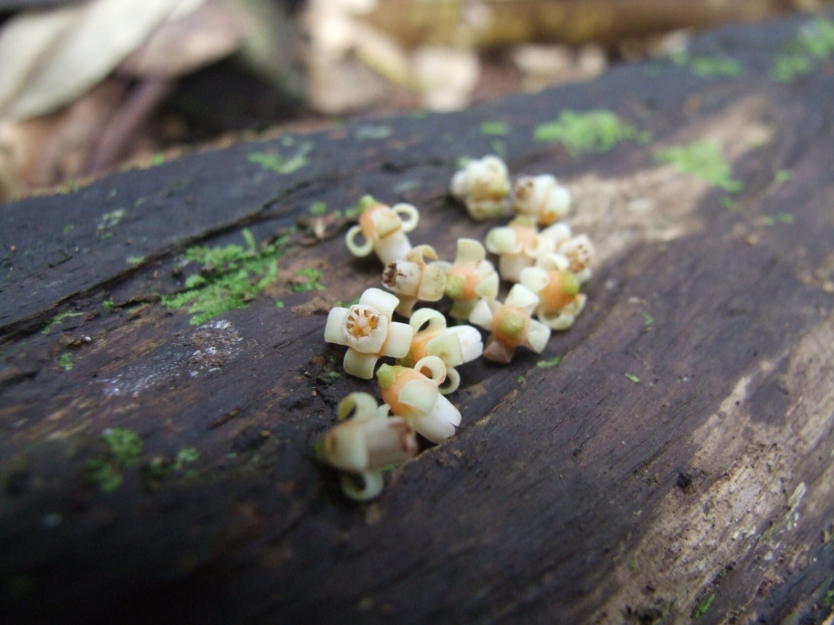 Didymocheton macrostachyus flower