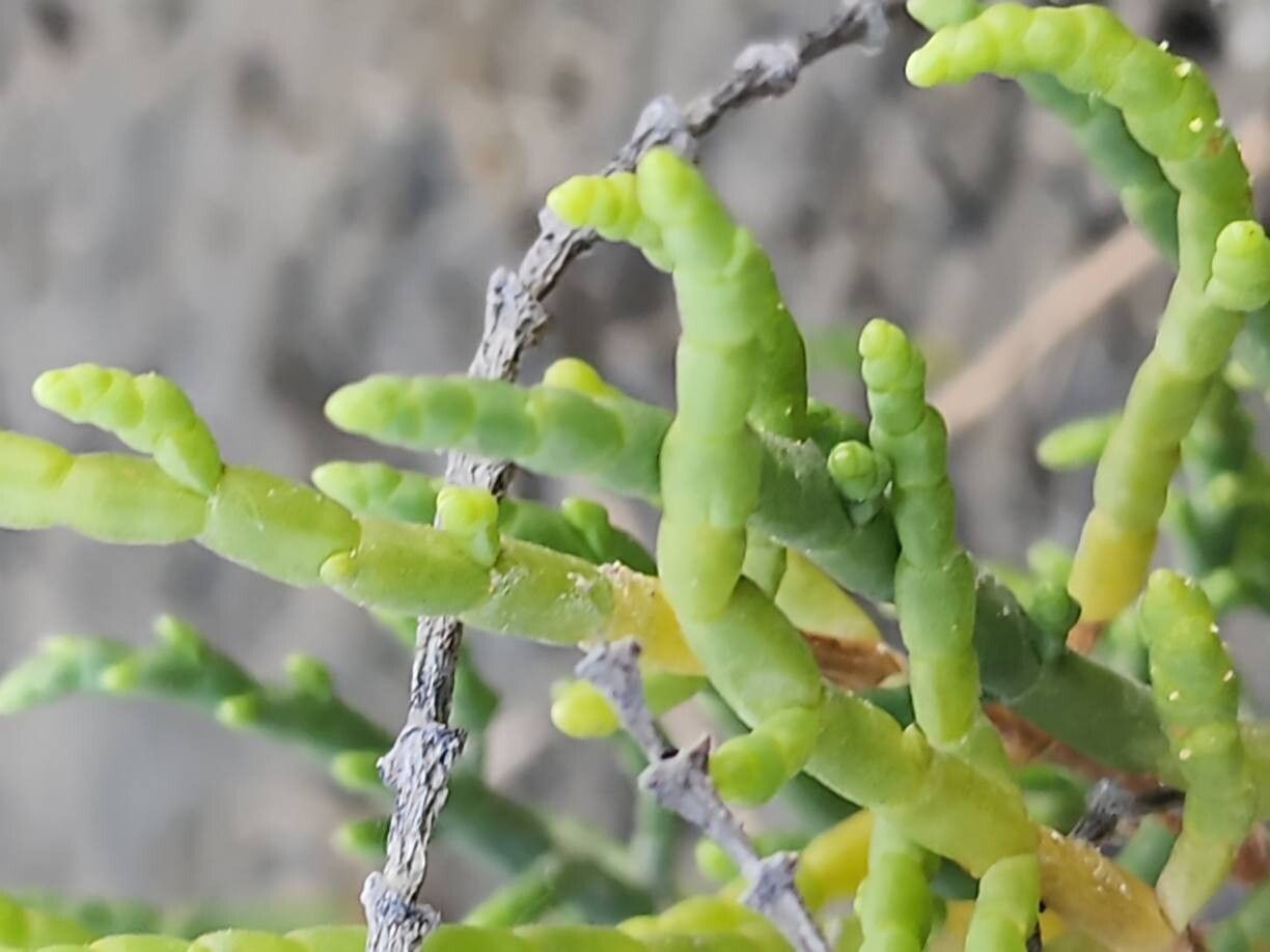 Salicornia persica leaf