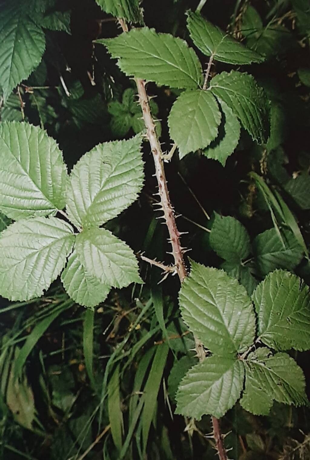 Rubus xiphophorus — houseplant care guide