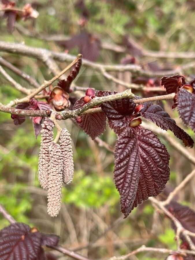 Corylus maxima flower