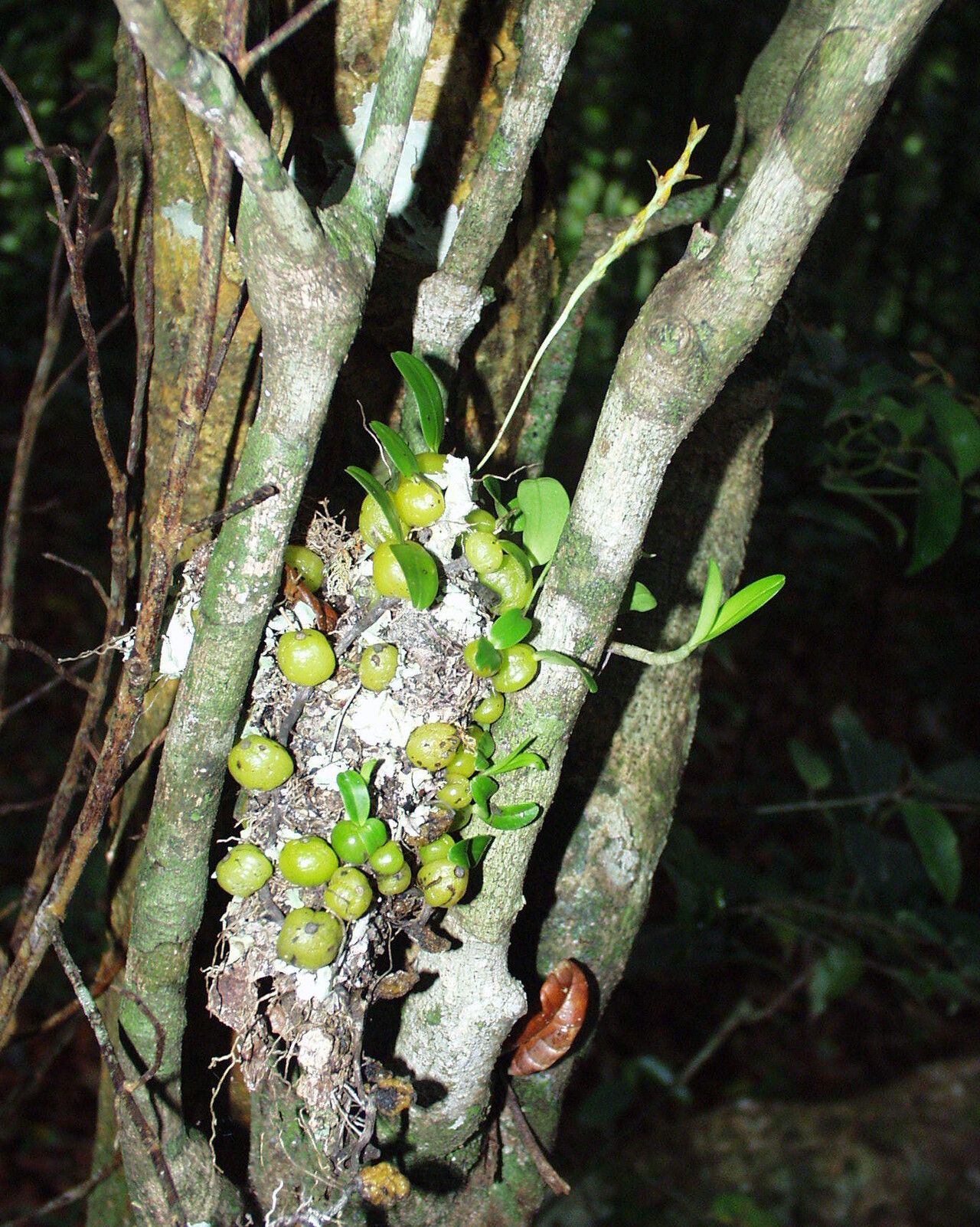 Bulbophyllum septatum habit