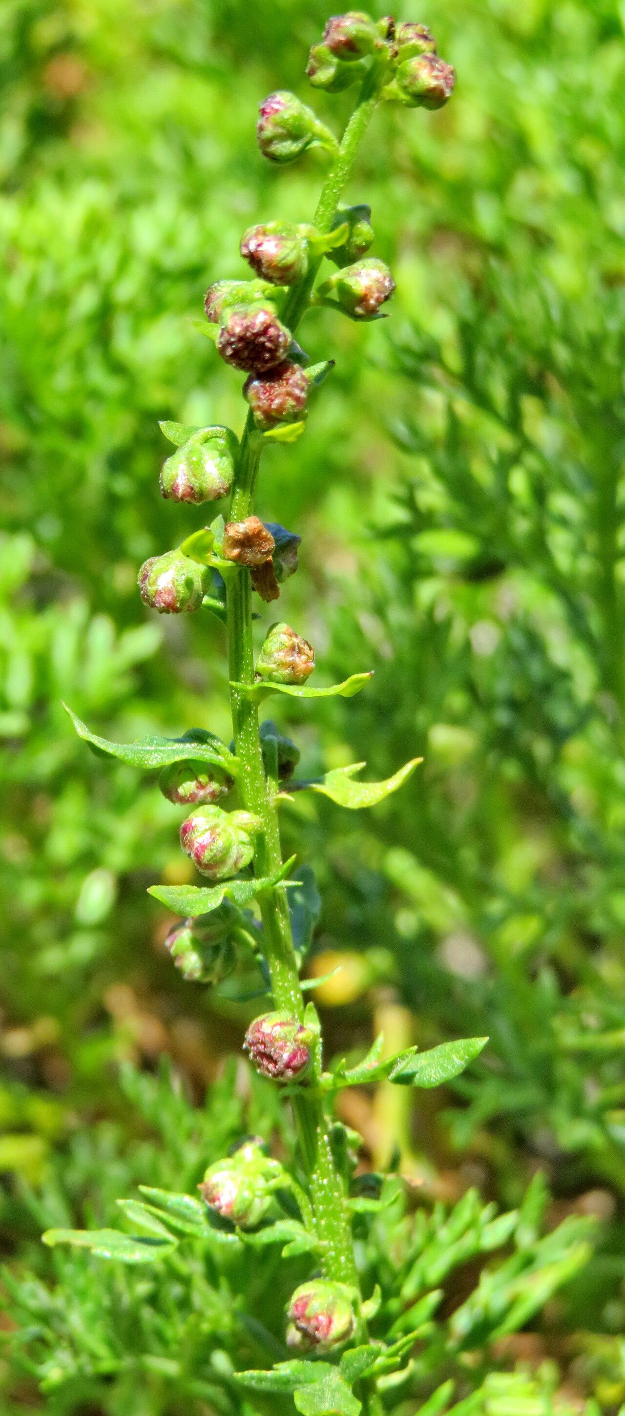 Artemisia michauxiana flower