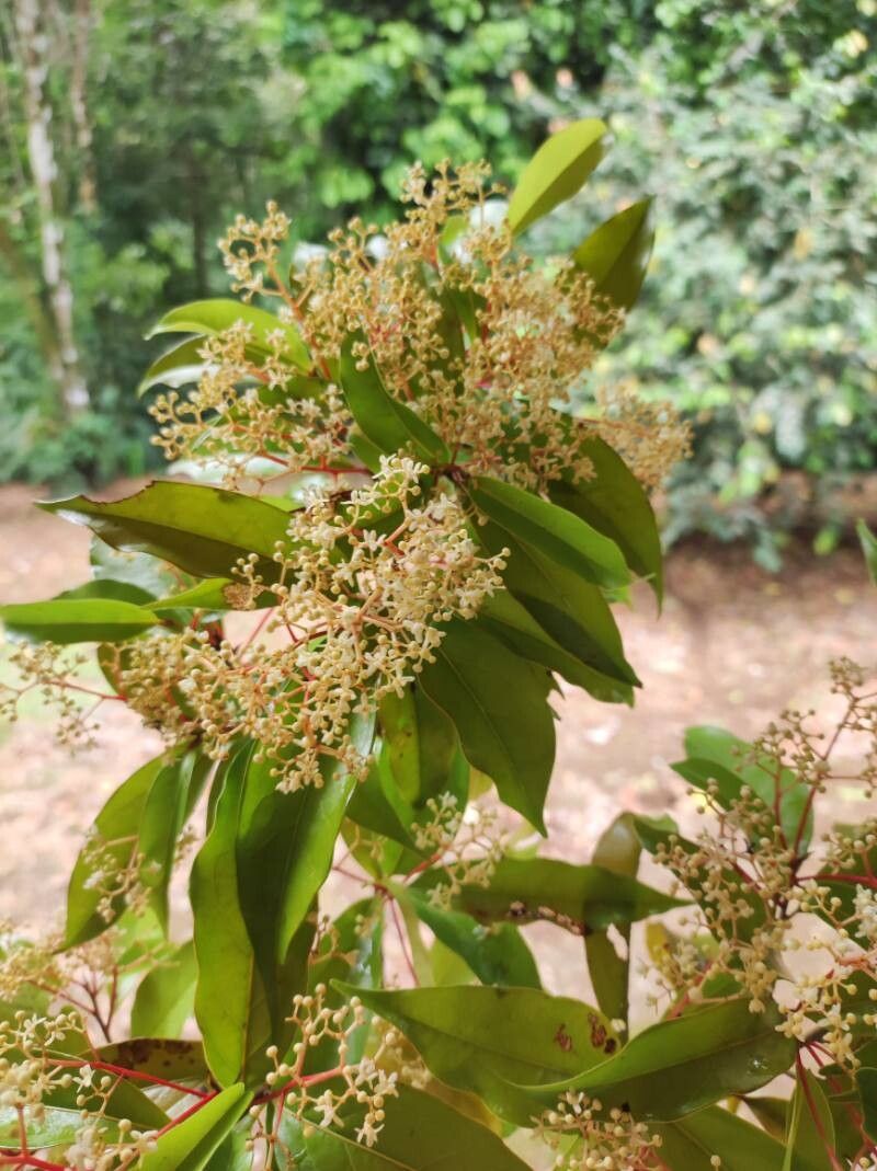Damburneya umbrosa flower