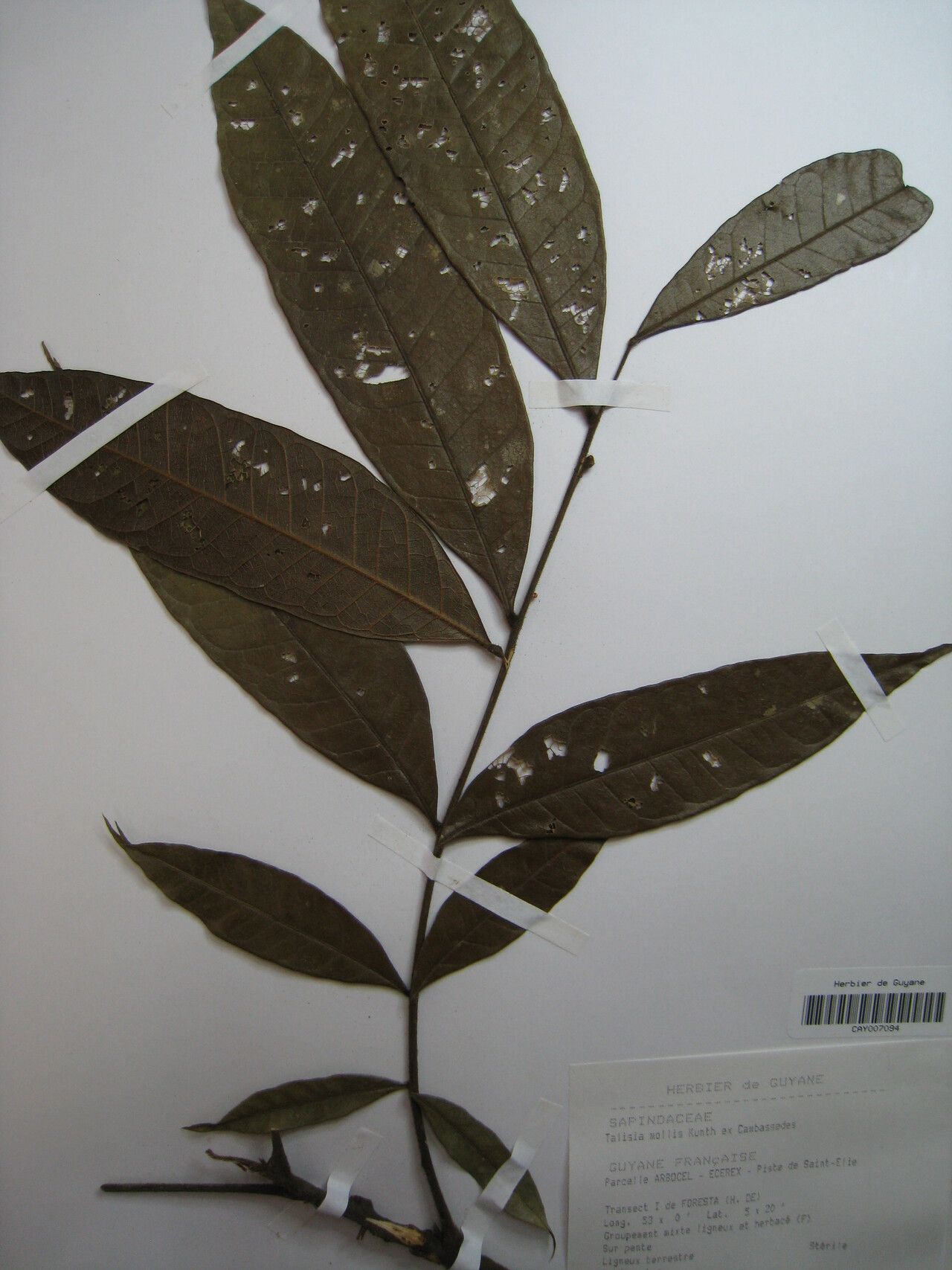 Talisia mollis — houseplant care guide