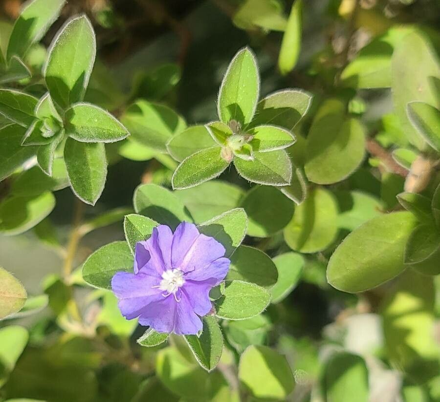 Evolvulus alsinoides — search result for 'Convolvulaceae'