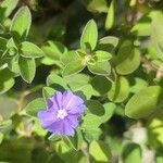 Evolvulus alsinoides