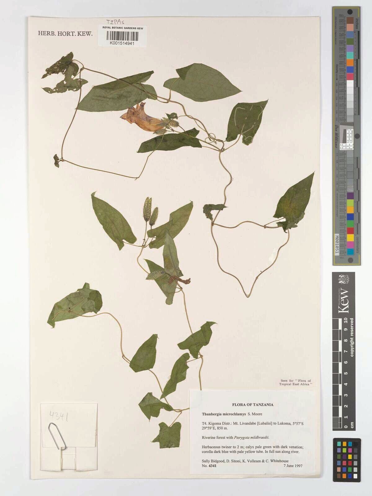 Thunbergia microchlamys — search result for 'Thunbergia'