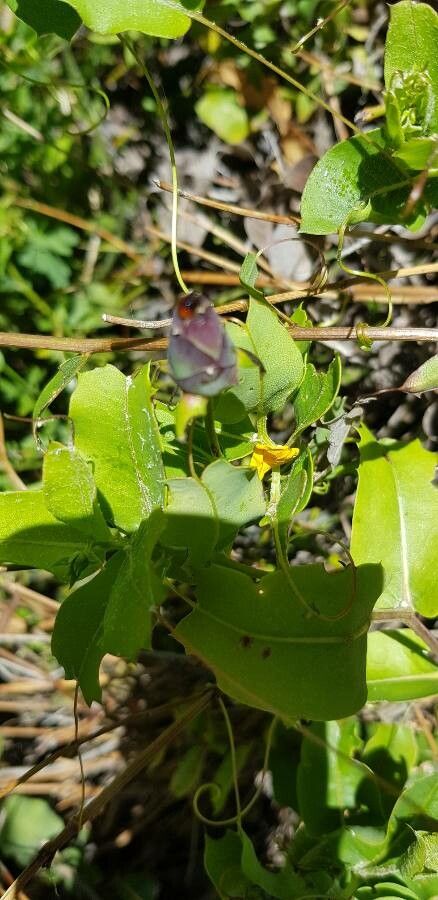 Mutisia spinosa leaf