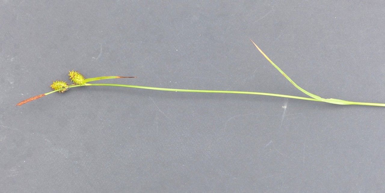 Carex lepidocarpa — houseplant care guide