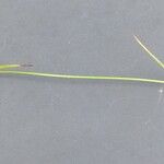 Carex lepidocarpa