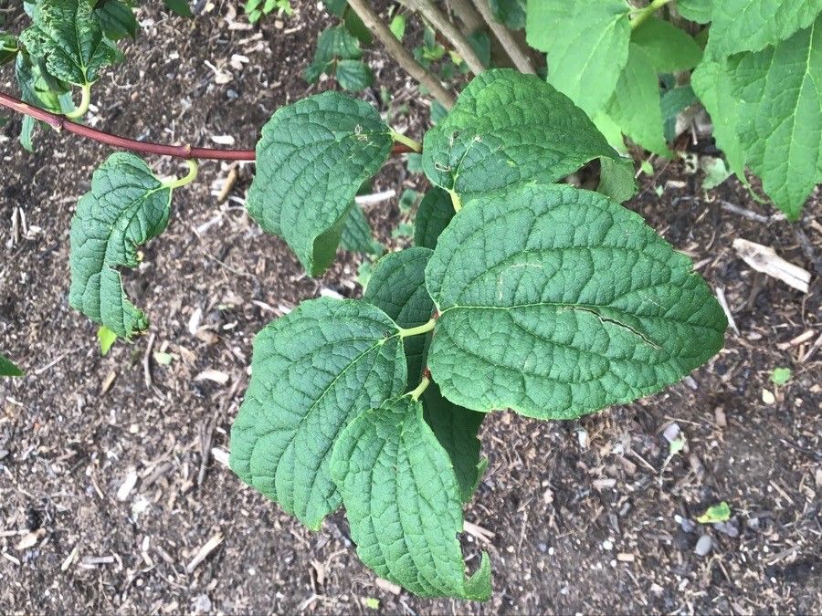 Philadelphus henryi — houseplant care guide