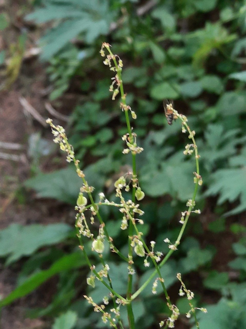 Rumex arifolius flower