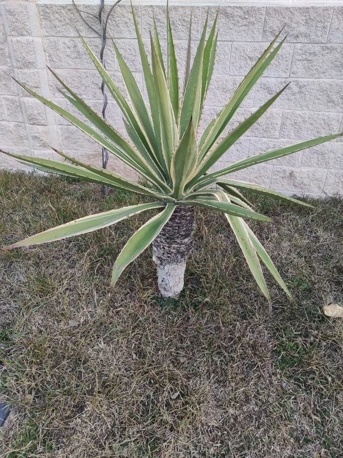 Furcraea selloa — search result for 'Cuba'