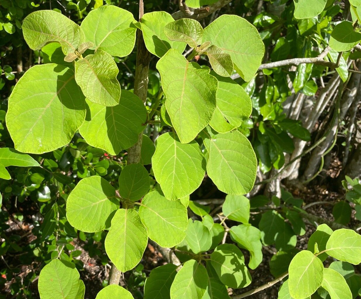 Pisonia margaretiae — houseplant care guide