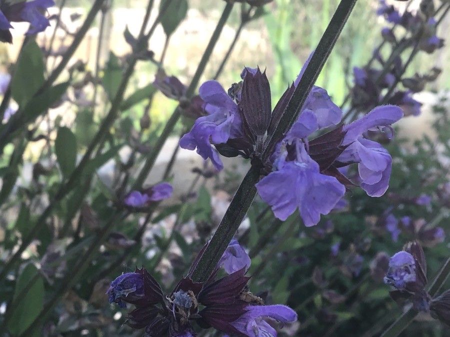 Salvia × auriculata flower