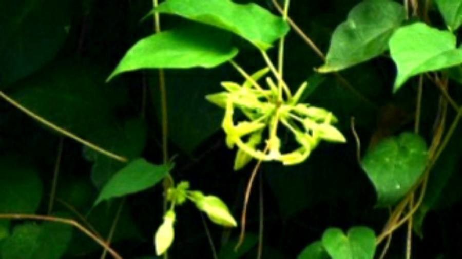 Telosma cordata — houseplant care guide