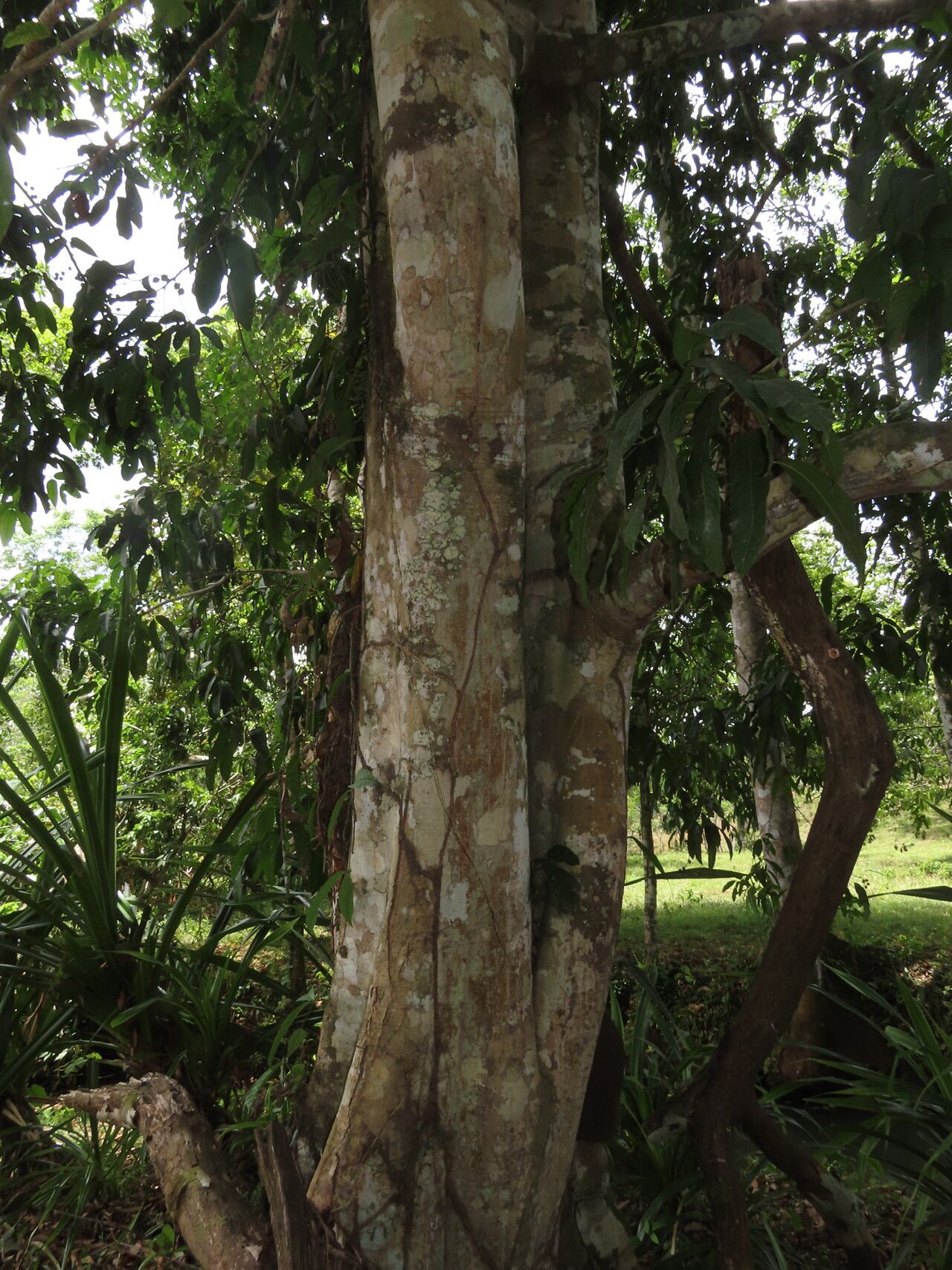 Protium panamense habit