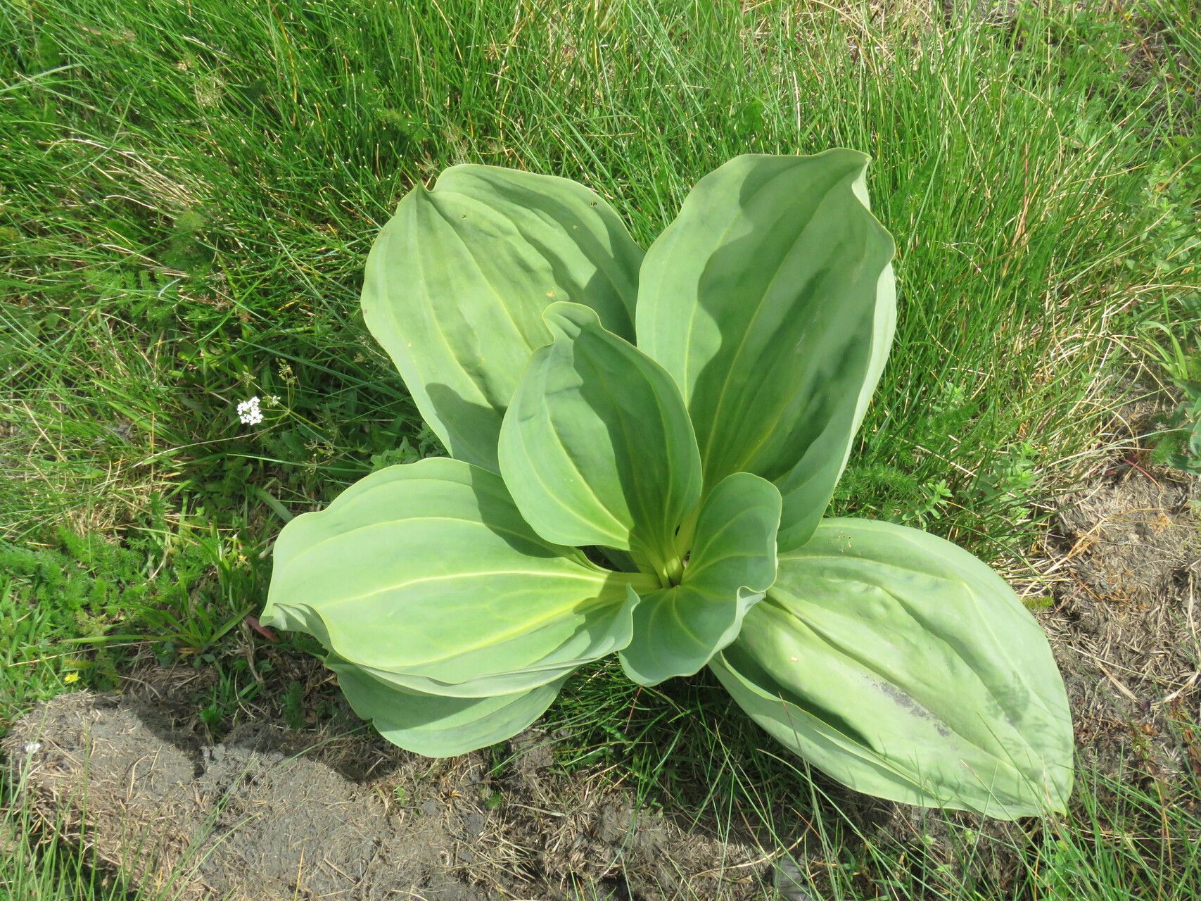 Gentiana burseri — search result for 'Gentiana'