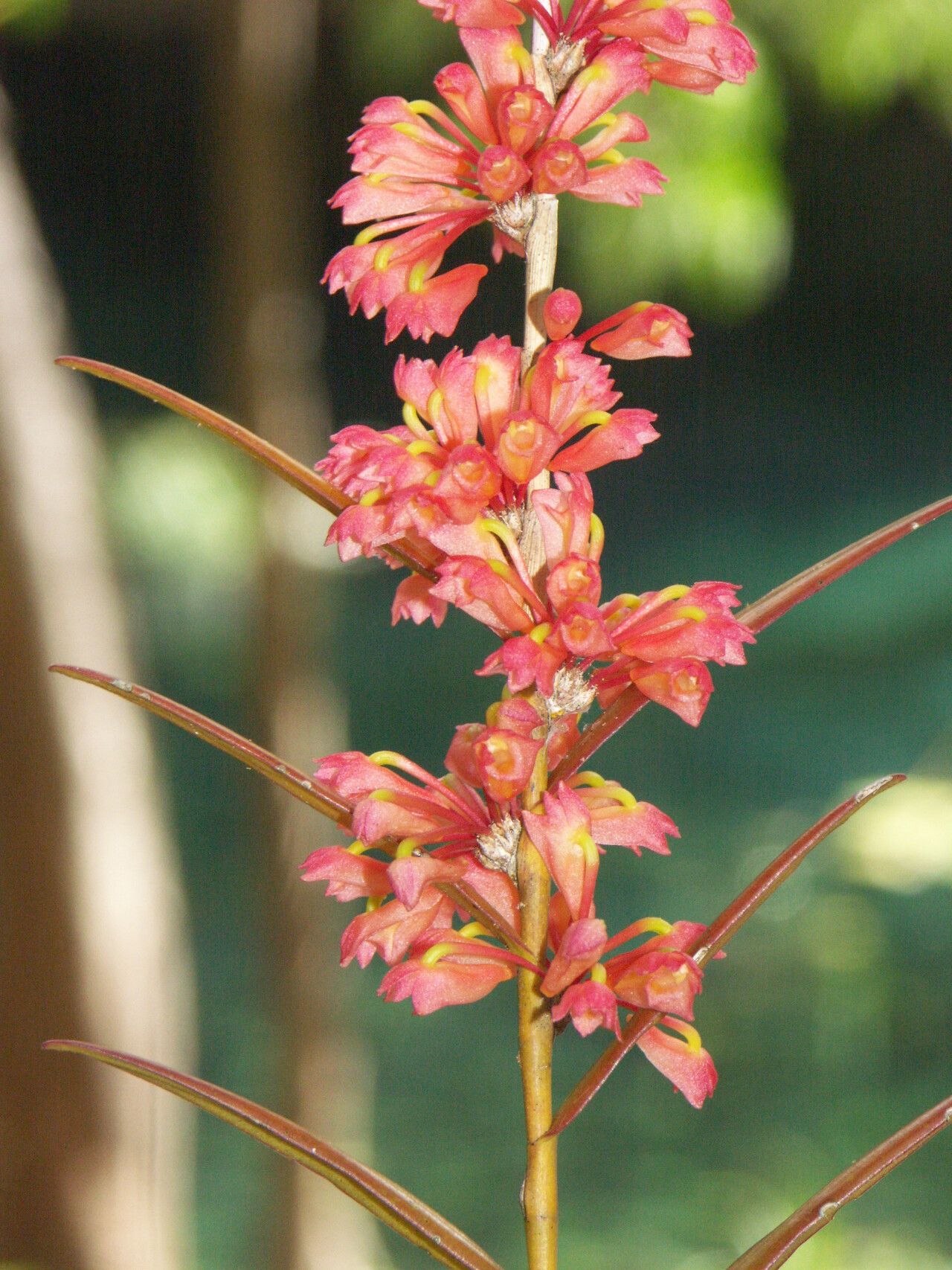 Dendrobium faciferum — houseplant care guide