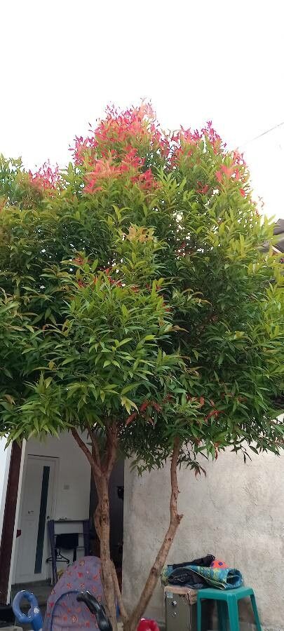 Syzygium rehderianum leaf