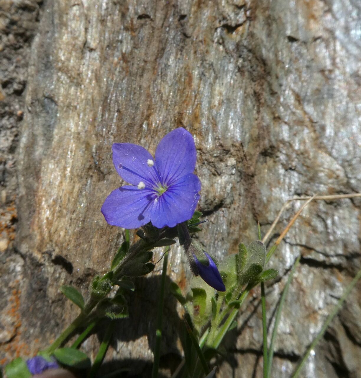 Veronica fruticulosa flower