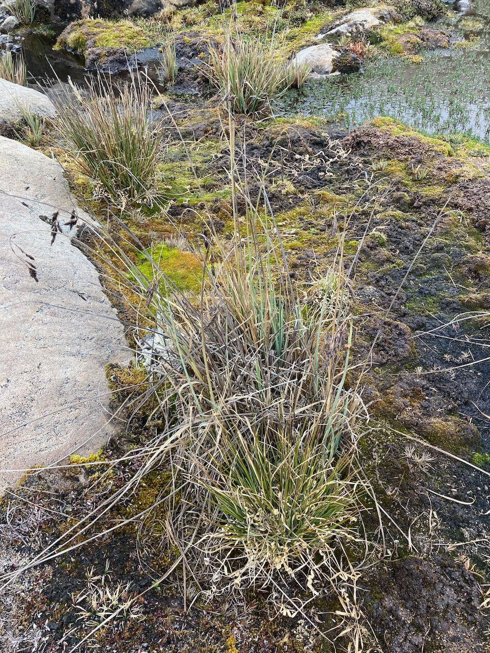 Carex pichinchensis habit