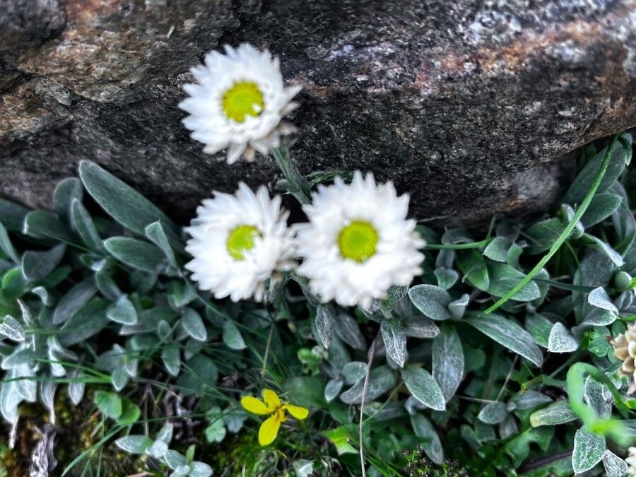 Anaphalis nepalensis — search result for 'Anaphalis'