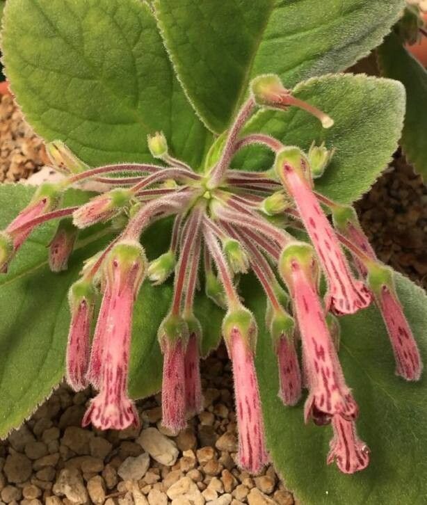 Sinningia piresiana — search result for 'Sinningia'