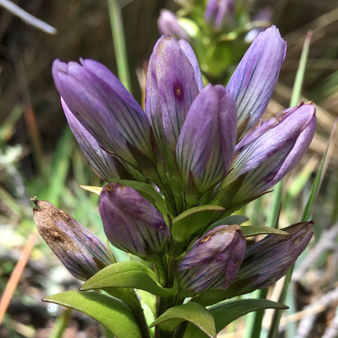 Gentianella selaginifolia flower